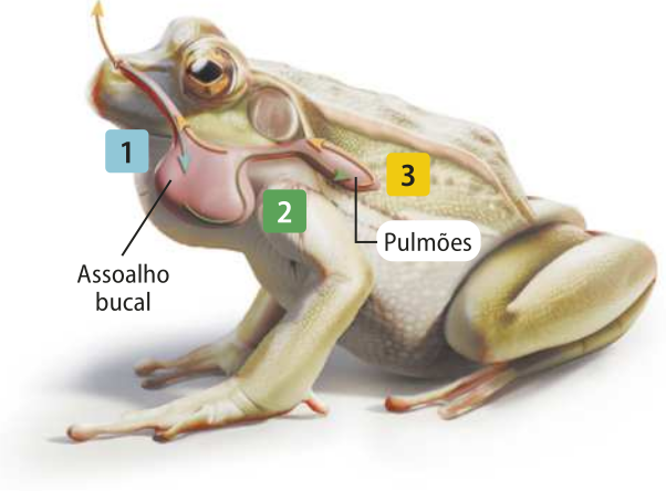 Esquema representando o fluxo de ar no sistema respiratório de um anfíbio.  O sistema é composto pelo assoalho bucal (2) localizado próximo à boca (1) e pelos pulmões (3) localizados na região do tórax do animal. O fluxo de ar é representado por setas.