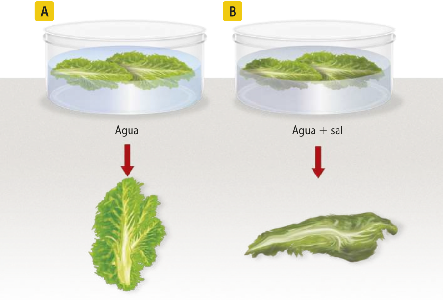Ilustração A. Folhas frescas de alface em um recipiente com água. Uma seta aponta do recipiente para uma folha igual às que estão na água. Ilustração B. Folhas frescas de alface em um recipiente com água e sal. Uma seta aponta do recipiente para uma folha que está murcha.