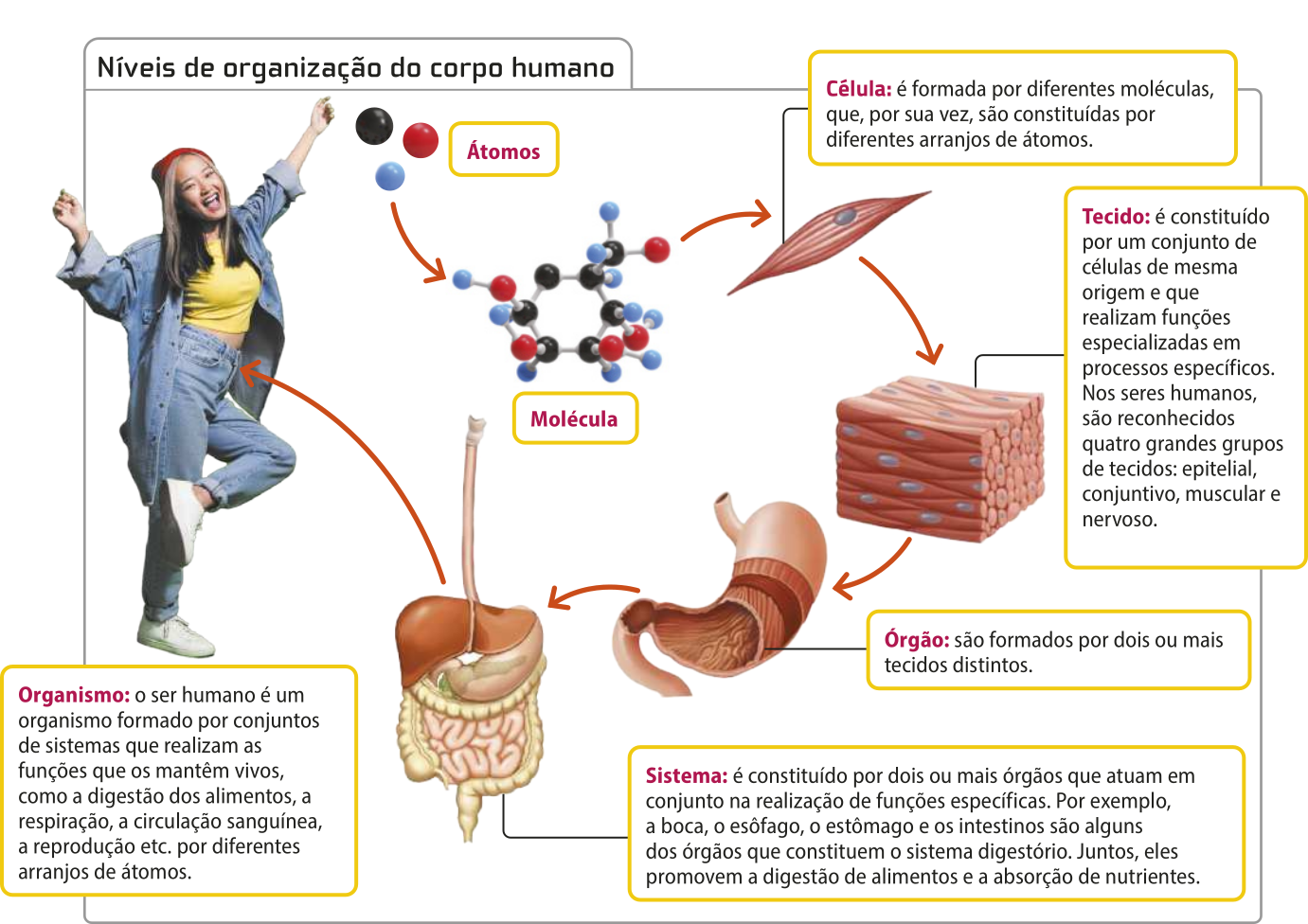 Infográfico representando os níveis de organização do corpo humano com textos e imagens representando elementos de cada nível. Ilustração de três átomos. Ilustração de uma molécula formada por diversos átomos. Ilustração de uma célula muscular. Texto: Célula: é formada por diferentes moléculas, que, por sua vez, são constituídas por diferentes arranjos de átomos. Ilustração de um pedaço de tecido muscular. Texto: é constituído por um conjunto de células de mesma origem e que realizam funções especializadas em processos específicos. Nos seres humanos, são reconhecidos quatro grandes grupos de tecidos: epitelial, conjuntivo, muscular e nervoso. Ilustração de um estômago. Texto: são formados por dois ou mais tecidos distintos. Ilustração do sistema digestivo. Texto: é constituído por dois ou mais órgãos que atuam em conjunto na realização de funções específicas. Por exemplo, a boca, o esôfago, o estômago e os intestinos são alguns dos órgãos que constituem o sistema digestório. Juntos, eles promovem a digestão de alimentos e a absorção de nutrientes. Fotografia de uma jovem com traços asiáticos, com expressão de alegria. Texto: Organismo: o ser humano é um organismo formado por conjuntos de sistemas que realizam as funções que os mantêm vivos, como a digestão dos alimentos, a respiração, a circulação sanguínea, a reprodução etc. por diferentes arranjos de átomos.