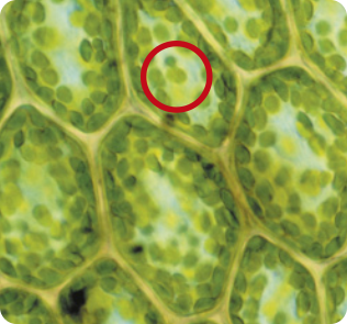 Imagem de microscopia de células vegetais. Dentro delas, existem diversas pequenas esferas em destaque.