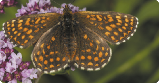 Fotografia de uma borboleta pousada sobre pequenas flores. Pequenas manchas alaranjadas cobrem todas as asas, as quais são predominantemente marrons. As pontas das assas possuem manchas brancas.  A envergadura das asas tem aproximadamente 4,3 centímetros.