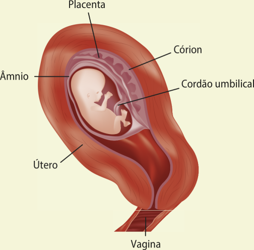 Esquema representando um útero com um feto dentro. Estão indicados o útero, a vagina, o âmnio, a placenta, o córion e o cordão umbilical.