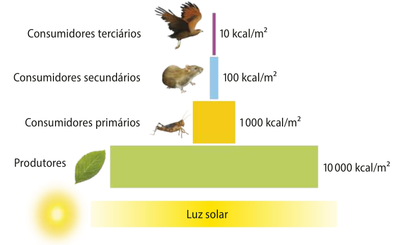 Pirâmide de energia representada por barras horizontais de tamanhos decrescentes empilhadas.  Na base está a luz solar, há uma ilustração do sol ao lado.  A segunda barra representa os produtores com 10 mil quilocalorias por metro quadrado. Ao lado há uma ilustração de uma folha de planta.  A terceira barra é dos consumidores primários, com mil quilocalorias por metro quadrado. Ao lado há uma ilustração de um grilo. A quarta barra é dos consumidores secundários, com 100 quilocalorias por metro quadrado. Ao lado, há uma ilustração de um pequeno roedor. A quarta barra é dos terciários com 10 quilocalorias por metro quadrado. Ao lado há uma ilustração de uma ave de rapina.