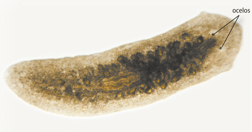 Fotografia de planária. Animal alongado e achatado, a cabeça tem formato triangular e possui duas estruturas no topo, os ocelos, que se assemelham a olhos. A pele é transparente, permitindo ver o interior do corpo, que está preenchido com diversas pequenas esferas. A maioria dos indivíduos variam de poucos milímetros até um centímetro.