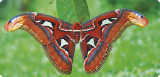 Fotografia de uma borboleta de cor predominantemente marrom pousada sobre uma folha. Suas asas estão cobertas por diferentes manchas que formam padrões. As pontas das partes superiores das asas possuem manchas que formam desenhos que se assemelham à cabeça de uma cobra. Os indivíduos possuem uma envergadura de até 24 centímetros.