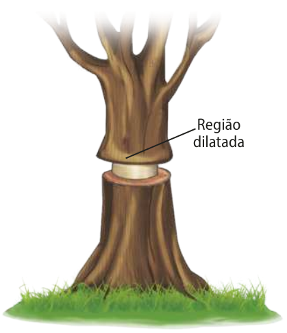 Ilustração do tronco de uma árvore. Com a retirada do anel, o centro fino ficou aparente. A parte logo acima da região cortada está dilatada.
