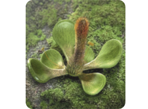Imagem digital realista de uma Euanthus panii. Planta com simetria radial, folhas com pontas arredondadas e uma estrutura no centro semelhante a uma inflorescência. Os fósseis possuem poucos milímetros.