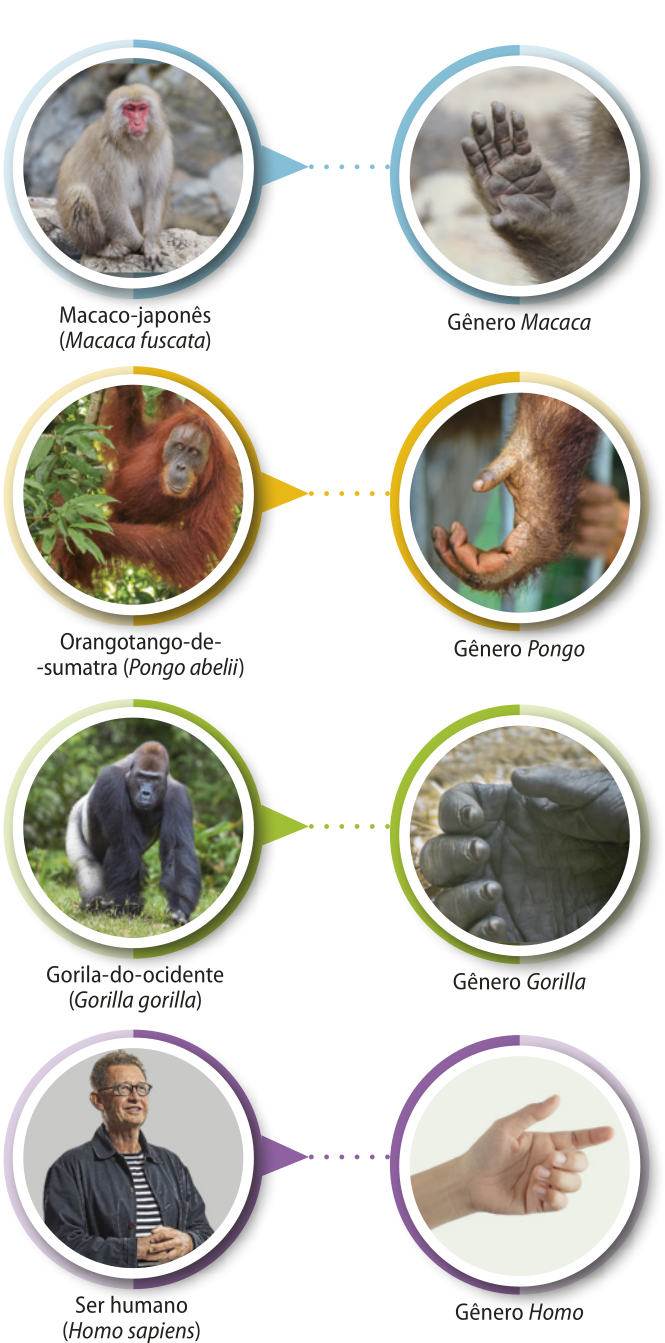 Composição de fotografias de macacos com suas mãos em detalhe. 1. Macaco japonês, macaca fuscata: primata de pelo claro e denso cobrindo todo o corpo, com exceção da face, das palmas das mãos e solas dos pés. Mede cerca de 55 centímetros. Ao lado, está a fotografia de sua mão com a palma voltada para cima e polegar opositor. É uma mão pequena, semelhante à mão de um humano. 2. Orangotango-de-sumatra, pongoabedelii: primata de pelo vermelho, denso e longo cobrindo todo o corpo, com exceção da face, das palmas das mãos e solas dos pés. Possui braços longos. Mede entre 90 e 140 centímetros. Ao lado, está a fotografia de sua mão de lado evidenciando o polegar opositor. É uma mão semelhante à mão de um humano. 3. Gorila-do-ocidente, Gorilla gorilla: primata de pelo escuro, pelo denso cobrindo todo o corpo, com exceção da face, peito, palmas das mãos e solas dos pés. Mede cerca de 55 centímetros. Ao lado, está a fotografia de sua mão com a palma voltada para cima e polegar opositor. É uma mão grande, semelhante à mão de um humano. 4. Ser humano, homo sapiens: homem com cabelos curtos, usa camiseta e óculos. A altura média do humano é de 165 centímetros. Ao lado, está a fotografia da mão de um humano.
