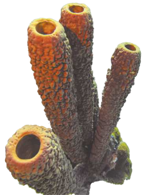 Fotografia de uma esponja do mar, com o corpo formado por quatro tubos e superfície coberta de saliências arredondadas. Cada tubo mede aproximadamente 30 centímetros.