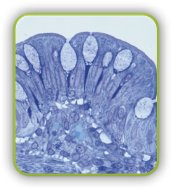 Imagem microscópica do tecido epitelial glandular. Formado com diversas células justapostas de diferentes formas e tamanhos. Próximo à superfície existem algumas estruturas maiores e arredondadas.