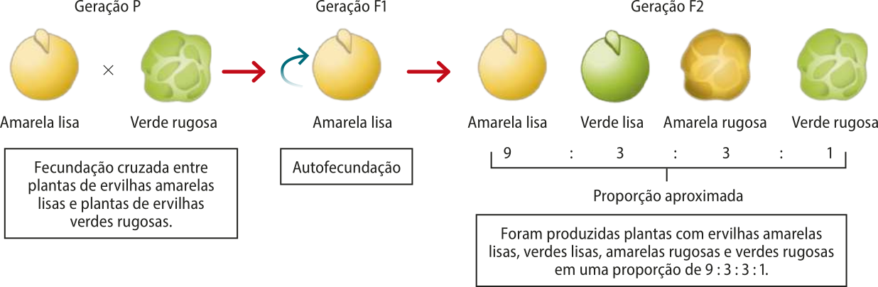 Esquema representando os cruzamentos realizados por Mendel entre ervilhas-de-jardim. Geração P: Fecundação cruzada entre plantas de ervilhas amarelas lisas e plantas de ervilhas verdes rugosas. Geração F 1: Ervilhas amarelas lisas realizam autofecundação. Geração F 2: Foram produzidas plantas com ervilhas amarelas lisas, verdes lisas, amarelas rugosas e verdes rugosas em uma proporção de 9 : 3 : 3 : 1.