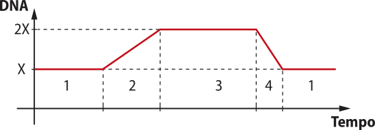 Gráfico de linha. O eixo vertical representa a quantidade de D N A na célula em X. O eixo horizontal representa o tempo, dividido em 5 momentos que representam as fases da divisão celular. Os dados são os seguintes: Momento 1: X. Momento 2: A quantidade aumenta de X para 2 X. Momento 3: 2 X. Momento 4: A quantidade diminui de 2 X para X. Momento 1: X.