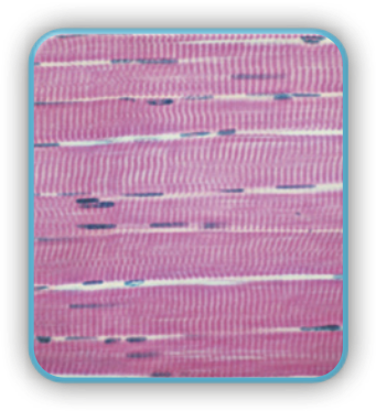 Imagem microscópica do tecido muscular estriado esquelético, caracterizado por células longas, finas, cilíndricas e multinucleadas, dispostas paralelamente umas às outras, formando um conjunto de faixas paralelas e estriadas.