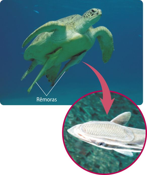 Fotografia de uma tartaruga-verde nadando no mar. Na imagem, é possível ver a parte inferior do casco e duas rêmoras grudadas nele. Em detalhe, há uma foto da nadadeira dorsal de uma rêmora. A tartaruga-verde é um réptil com o corpo coberto por um casco rígido e ovalado, dividido em placas bem delineadas com aberturas para a cabeça e as patas. A cabeça é arredondada, com olhos voltados para as laterais. A boca forma um bico de queratina, sem dentes. O pescoço é grosso e retrátil. As patas são transformadas em nadadeiras: as anteriores são longas e em forma de remo, enquanto as posteriores são menores e em forma de leque. Mede cerca de 1,2 metros de comprimento. A rêmora é um peixe de corpo alongado e esguio, com a cabeça achatada. No topo dela, fica a nadadeira dorsal modificada, possui ondulações em sua superfície e também é achatada, acompanhando o formato da cabeça. Os olhos são pequenos e posicionados nas laterais da cabeça. Possui outras nadadeiras que acompanham o comprimento do corpo. A nadadeira caudal é levemente bifurcada. Os indivíduos podem medir entre 30 e 90 centímetros.