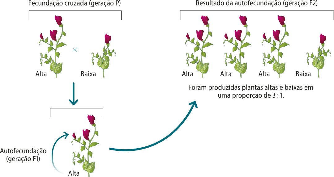 Esquema representando um cruzamento realizado entre ervilhas-de-jardim com fenótipos diferentes. Geração P: fecundação cruzada entre uma planta alta e outra baixa. Geração F 1: Planta alta realiza autofecundação. Geração F 2: resultado da autofecundação, foram produzidas plantas altas e baixas em uma proporção de 3 para 1.