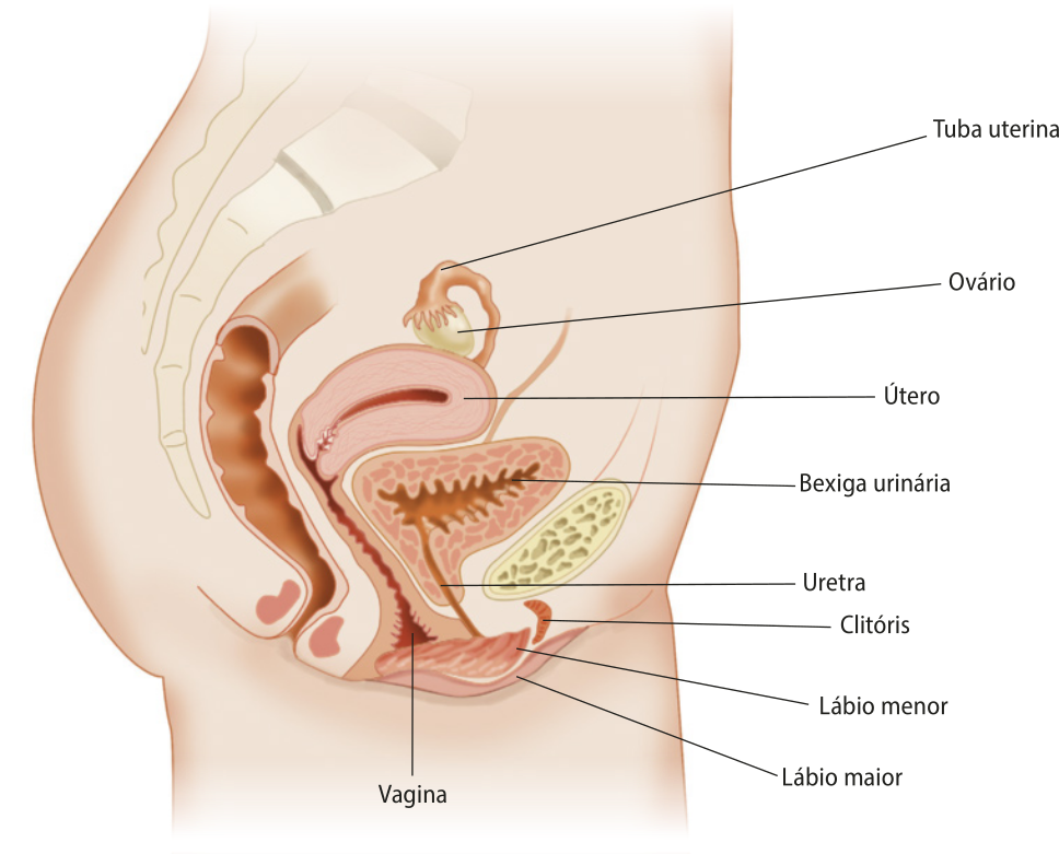 Esquema representando as estruturas do sistema genital feminino em corte sagital. Estão representadas a tuba uterina, o ovário, o útero, a bexiga urinária, a vagina, a uretra, o clitóris, o lábio menor e o lábio maior.