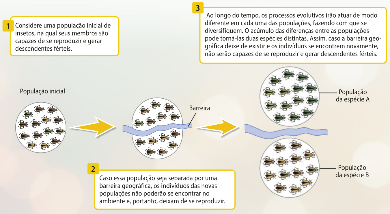 Esquema representando as etapas que envolvem a especiação alopátrica. 1. População inicial representada por insetos de diferentes tons de verde e marrom dentro de um círculo. Texto: Considere uma população inicial de insetos, na qual seus membros são capazes de se reproduzir e gerar descendentes férteis. 2. Uma barreira surge no meio do círculo, deixando insetos verdes e marrons de um lado e apenas marrons do outro. Texto: Caso essa população seja separada por uma barreira geográfica, os indivíduos das novas populações não poderão se encontrar no ambiente e, portanto, deixam de se reproduzir. 3. Passado o tempo, cada parte da população anterior se transforma em um novo círculo, representando a população da espécie A, composta por insetos verdes, e a população B, composta por insetos marrons. Texto: Ao longo do tempo, os processos evolutivos irão atuar de modo diferente em cada uma das populações, fazendo com que se diversifiquem. O acúmulo das diferenças entre as populações pode torná-las duas espécies distintas. Assim, caso a barreira geográfica deixe de existir e os indivíduos se encontrem novamente, não serão capazes de se reproduzir e gerar descendentes férteis.