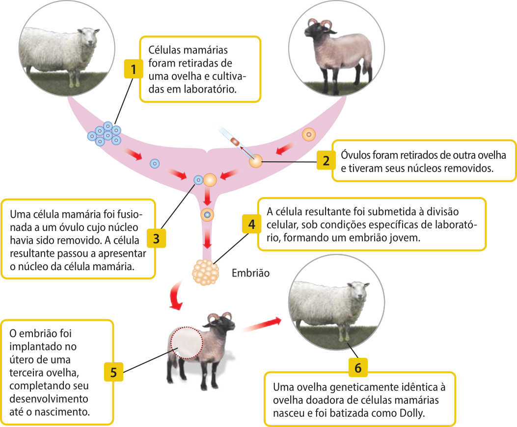 Esquema representando as etapas da clonagem reprodutiva que deu origem à ovelha Dolly. 1. Células mamárias foram retiradas de uma ovelha e cultivadas em laboratório. 2. Óvulos foram retirados de outra ovelha e tiveram seus núcleos removidos. 3. Uma célula mamária foi fusionada a um óvulo cujo núcleo havia sido removido. A célula resultante passou a apresentar o núcleo da célula mamária. 4. A célula resultante foi submetida à divisão celular, sob condições específicas de laboratório, formando um embrião jovem. 5. O embrião foi implantado no útero de uma terceira ovelha, completando seu desenvolvimento até o nascimento. 6. Uma ovelha geneticamente idêntica à ovelha doadora de células mamárias nasceu e foi batizada como Dolly.