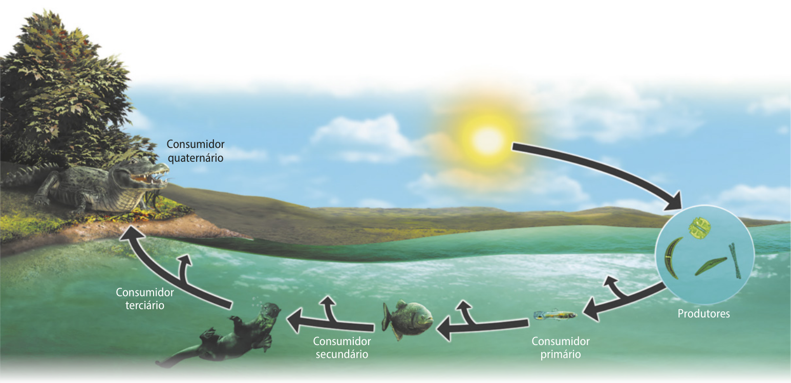 Esquema representando o fluxo de energia em uma cadeia alimentar. O sol transmite energia para os organismos produtores, representados pelo fitoplâncton. Estes transferem energia para o consumidor primário, uma larva, que a transmite ao consumidor secundário, um peixe. O peixe transmite energia ao consumidor terciário, representado por uma lontra, que a transfere ao consumidor quaternário, um jacaré.