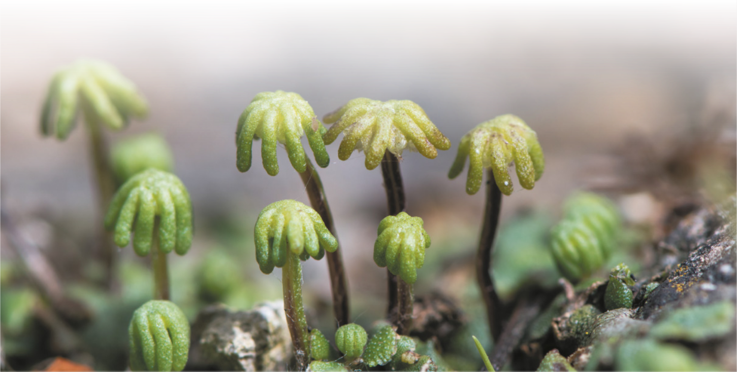Fotografia das partes reprodutoras da planta hepática. É uma planta que cresce rente ao solo, com corpo achatado e bordas irregulares. As estruturas reprodutivas têm um formato de guarda-chuva, nascem da parte de cima da planta e formam hastes com uma estrutura nas pontas. Podem medir até 10 centímetros de comprimento.