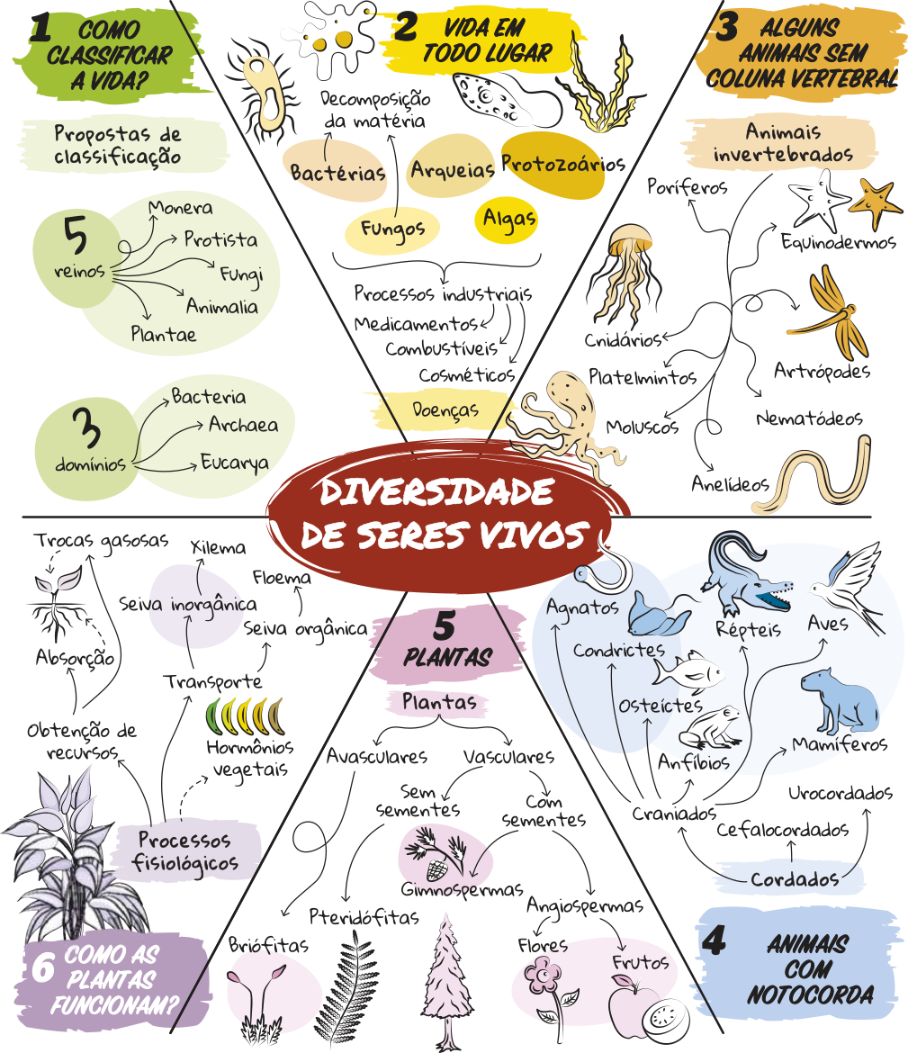 Esquema resumindo os principais conceitos da Unidade. Título: Diversidade de Seres Vivos. 1. Como classificar a vida? Há duas propostas de classificação, a primeira é a de 5 reinos: Monera, Protista, Fungi, Animalia e Plantae. A segunda é a de 3 domínios: Bacteria, Archaea e Eucarya. 2. Vida em todo lugar. Bactérias e fungos realizam a decomposição da matéria. Além disso, junto das arqueias, protozoários e algas, fazem parte de processos industriais para criação de medicamentos, combustíveis e cosméticos. Alguns também estão relacionados a doenças. 3. Alguns Animais Sem Coluna Vertebral. Animais invertebrados: Poríferos, Cnidários, Platelmintos, Moluscos, Anelídeos, Nematódeos, Artrópodes e Equinodermos. 4. Animais com Notocorda. Os Cordados são divididos em Urocordados, Cefalocordados e Craniados. Entre os craniados estão os Agnatos, os Condrictes, os Osteíctes, os Anfíbios, os répteis, as aves e os mamíferos. 5. Plantas. Divididas em Avasculares e Vasculares. As plantas avasculares compreendem o grupo das Briófitas. As vasculares podem ter ou não ter sementes. As sem sementes são as Pteridófitas e as com sementes são as Gminospermas e Angiospermas. As angiospermas apresentam flores e frutos. 6. Como as plantas funcionam? Os processos fisiológicos são influenciados pela obtenção de recursos e hormônios vegetais. Os recursos são absorvidos nas raízes, transportados através da seiva inorgânica dentro do xilema e da seiva orgânica dentro do floema. As trocas gasosas ocorrem nas folhas.