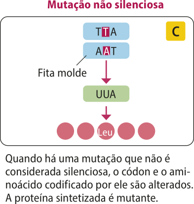 C. Esquema representando a síntese de uma proteína quando há uma mutação não silenciosa. Quando há uma mutação que não é considerada silenciosa, o códon e o aminoácido codificado por ele são alterados. A proteína sintetizada é mutante. Fita molde de D N A com mutação, T T A A A T, transcreve a fita de RNA mensageiro U U A.  O R N A mensageiro traduz a proteína leu.