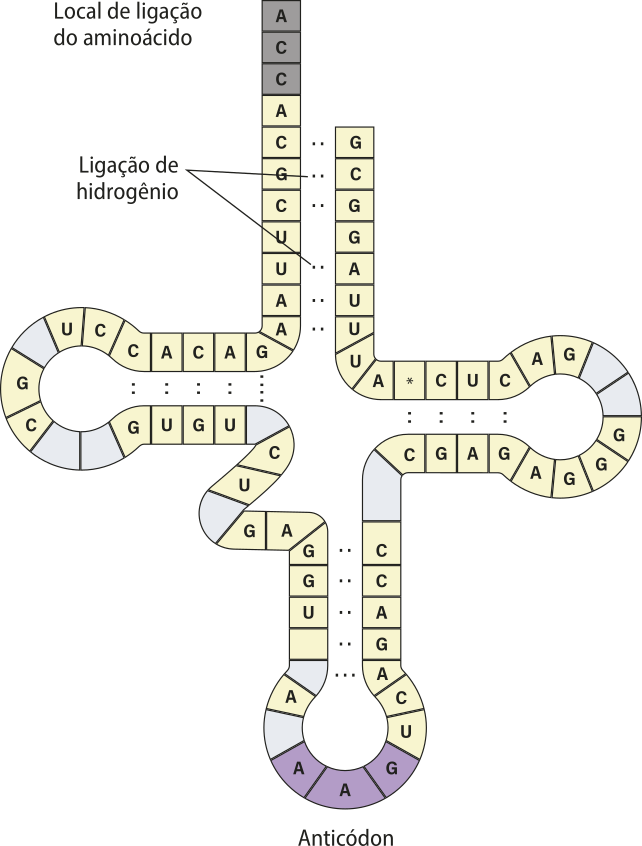 Esquema representando uma molécula de R N A t formada por uma fita de bases nitrogenadas. A fita se inicia no códon A C C e possui alguns trechos em que as bases nitrogenadas estão organizadas em pares por ligações de hidrogênio, formando quatro regiões de dupla fita. Uma das extremidades possui o anticódon A A G. A sequência das bases é: A C C A C G C U U A A G A C A C C U G C G U G U C U G A G G U A A A G U C A G A C C C G A G A G G G G A C U C A U U U A G G C G.