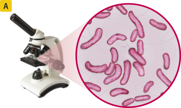 Fotografia de um microscópio óptico com a imagem microscópica ampliada de várias bactérias Vibrio cholerae, que têm formato cilíndrico.