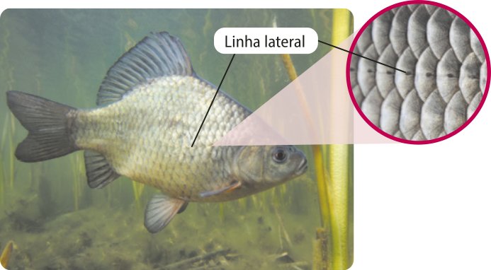 Fotografia de um peixe da espécie Carassius carassius no fundo, de um rio. É um possui nadadeira caudal bifurcada, nadadeira dorsal, escamas arredondadas, olhos nas laterais da cabeça e coloração prateada. Em detalhe e ampliada está a fotografia da linha lateral. Localizada na lateral do peixe, ela é formada por diversos pontos, cada um em uma escama, que vão do opérculo até a nadadeira caudal.