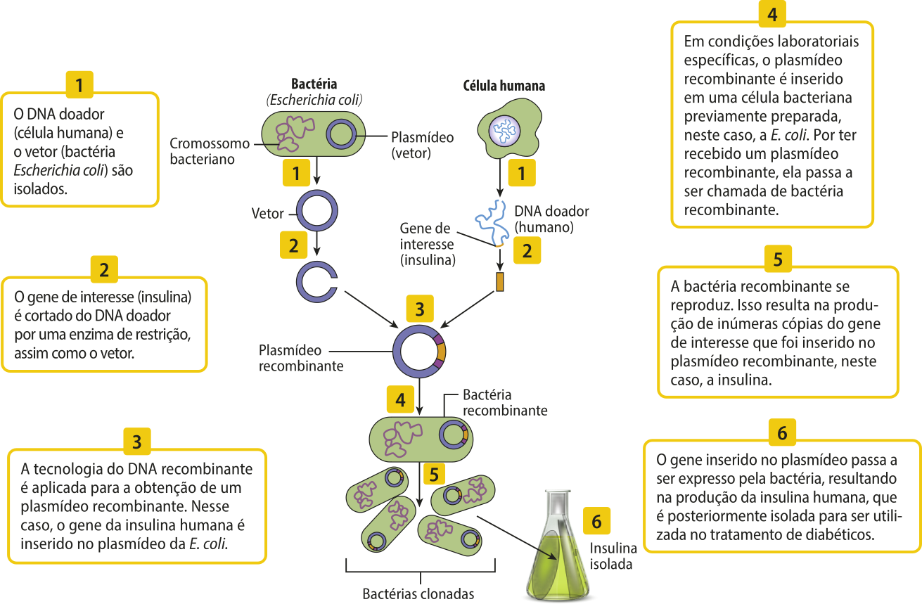 Esquema representando as etapas da clonagem molecular da insulina humana. 1. O DNA doador (célula humana) e o vetor (bactéria Escherichia coli) são isolados. 2. O gene de interesse (insulina) é cortado do DNA doador por uma enzima de restrição, assim como o vetor. 3. A tecnologia do DNA recombinante é aplicada para a obtenção de um plasmídeo recombinante. Nesse caso, o gene da insulina humana é inserido no plasmídeo da E. coli. 4. Em condições laboratoriais específicas, o plasmídeo recombinante é inserido em uma célula bacteriana previamente preparada, neste caso, a E. coli. Por ter recebido um plasmídeo recombinante, ela passa a ser chamada de bactéria recombinante. 5. A bactéria recombinante se reproduz. Isso resulta na produção de inúmeras cópias do gene de interesse que foi inserido no plasmídeo recombinante, neste caso, a insulina. 6. O gene inserido no plasmídeo passa a ser expresso pela bactéria, resultando na produção da insulina humana, que é posteriormente isolada para ser utilizada no tratamento de diabéticos.