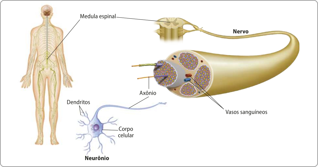 Esquema representando o sistema nervoso e as estruturas de um nervo em detalhe. Estão indicadas a medula espinhal de onde sai um nervo. O nervo está ampliado e em corte, mostrando seu interior. Dentro do nervo, estão indicados o axônio e os vasos sanguíneos. Formando os axônios estão os neurônios. Está indicado no neurônio dendritos e o corpo celular.
