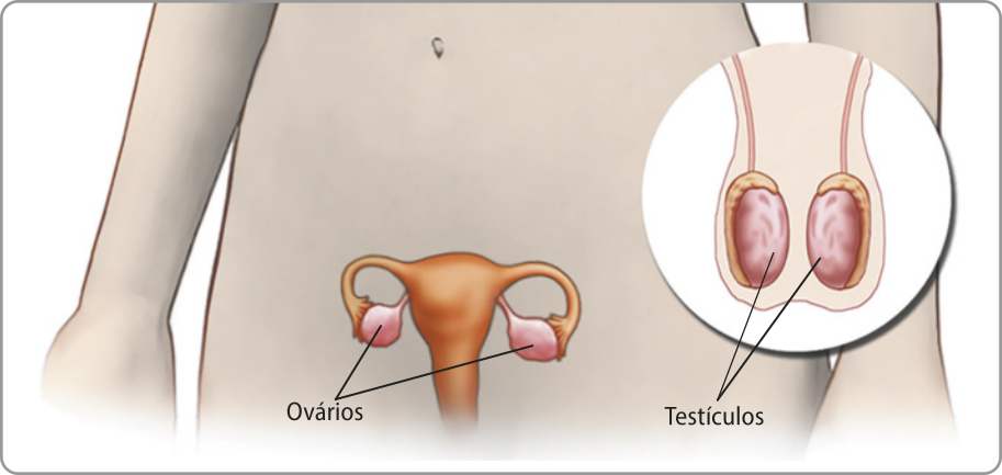 Ilustração do sistema reprodutor feminino  localizado na parte inferior do abdômen, com o útero conectado através das tubas uterinas aos ovários. Ao lado, em um círculo, está a ilustração de um escroto, dentro dele, estão representados os dois testículos, cada um parcialmente coberto pelos epidídimos e conectados aos canais deferentes.