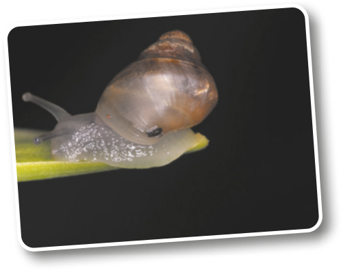 Fotografia de um caracol da família Helicidae sobre uma folha de uma planta. É um animal de corpo mole e viscoso, coberto por uma concha espiralada. Apresenta dois tentáculos na cabeça, onde estão localizados os olhos. Os indivíduos possuem diversos tamanhos, mas têm uma média de 3 centímetros.