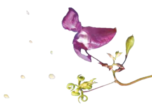 Fotografia da flor e das vagens curvas da Impatiens glandulifera lançando sementes no ar.