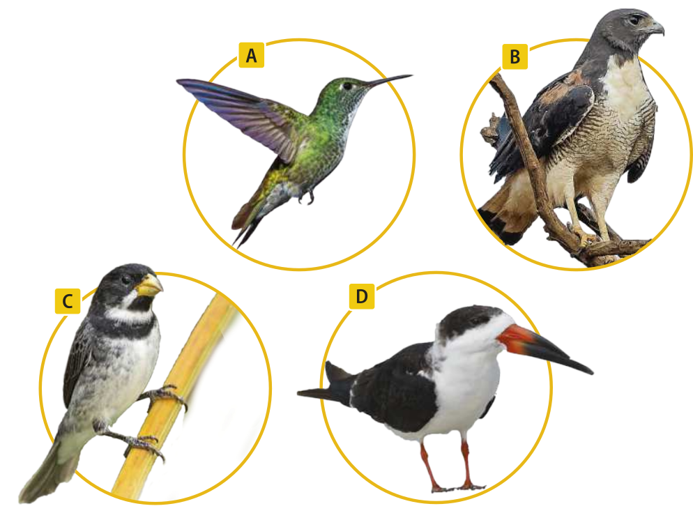 Composição de quatro fotografias. A. O beija-flor-de-banda-branca é uma ave com corpo esguio e bico fino e reto. As penas são coloridas e brilhantes. As asas são estreitas e pontudas. A cauda toma uma forma arredondada quando está pousado. Mede 8,5 centímetros de comprimento. B. O gavião-de-cauda-branca é uma ave de rapina com corpo robusto e peito largo. A cabeça é arredondada e o bico é curto e curvado na ponta. As asas são longas e largas. A cauda é larga em formato de leque. As pernas são grossas e com grandes garras. Mede 60 centímetros de comprimento. C. O coleirinho é uma ave pequena com corpo esguio e bico curto e grosso. A cabeça é arredondada e possui uma faixa escura que contorna a garganta, formando um desenho semelhante a um colar. As asas são curtas e a cauda é reta. As pernas são finas e curtas. D. O talha-mar é uma ave com o corpo alongado, pescoço curto e cabeça proporcionalmente grande. O bico é comprido e reto, com a parte inferior mais longa que a superior. As asas são longas e pontudas. A cauda é bifurcada. As pernas são curtas e finas. Quando pousado, mantém o corpo na horizontal com o bico projetado para frente. Mede cerca de 50 centímetros.