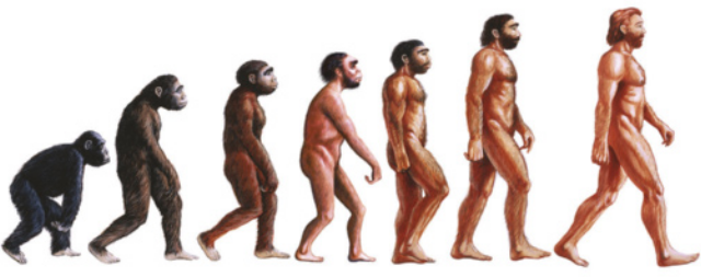Ilustração de sete figuras caminhando da esquerda para a direita, um atrás do outro. O ser mais à esquerda é um macaco pequeno andando curvado.  À medida que as figuras avançam para a direita, os corpos tornam-se progressivamente mais eretos, com redução de pelos corporais, traços faciais menos projetados e aumento da estatura. A figura final, à direita, representa um ser humano moderno, totalmente ereto, com corpo quase sem pelos.