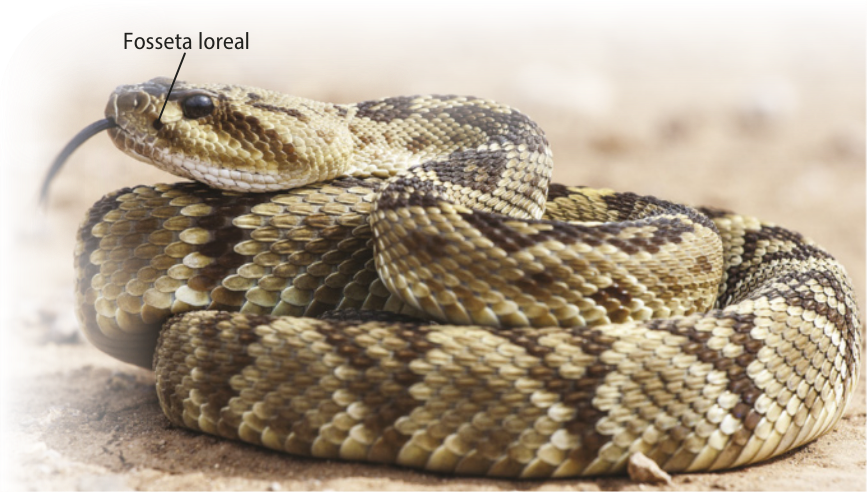 Fotografia de uma serpente enrolada em si mesma. Entre seus olhos e a boca, próximo às narinas, há um pequeno orifício que está indicado como fosseta loreal. É um réptil de corpo cilíndrico e alongado, coberto por pequenas escamas de cores diferentes, que formam um desenho padrão. A cabeça tem forma de seta, possui uma língua fina e bifurcada. Não possui patas. Esta espécie tem um comprimento médio entre 76 e 107 centímetros.