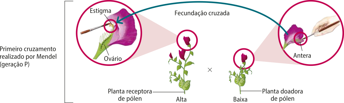 Esquema representando a fecundação cruzada, primeiro cruzamento realizado por Mendel (geração P), entre ervilhas-de-jardim puras, altas e baixas. O pólen de uma planta baixa (doadora) é retirado manualmente com um pincel e passado no estigma de uma planta alta (receptora).