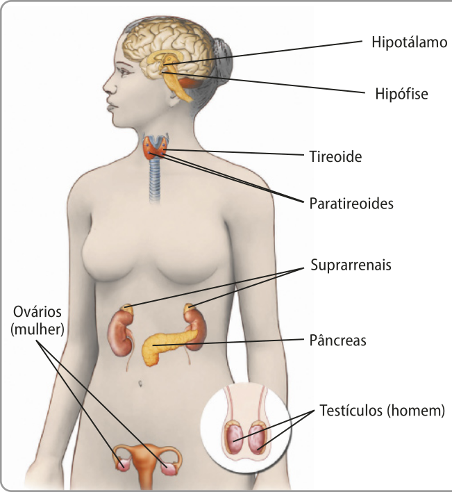 Esquema representando as seguintes glândulas endócrinas e suas localizações no corpo humano. O hipotálamo e a hipófise estão localizados na cabeça, abaixo do cérebro. Na região da garganta, estão localizadas a tireoide e as paratireoides. Na parte superior do abdômen, estão localizados o pâncreas e as suprarrenais. Na parte inferior do abdômen, estão localizados os ovários, nas mulheres, e os testículos, nos homens.