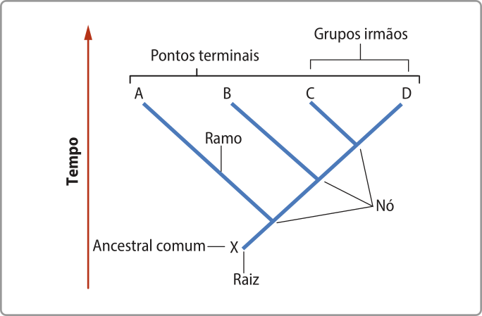 Esquema representando as estruturas de um cladograma. Uma seta apontando de baixo para cima indica a passagem do tempo. O ponto X dá início à raiz e representa um ancestral comum. A raiz é uma reta que segue até o primeiro nó, que se bifurca em duas retas. A reta da esquerda é chamada de ramo A e a outra segue até o segundo nó. O segundo nó se bifurca em duas retas, dando origem ao ramo B e outra que vai até o terceiro ponto. O terceiro ponto se bifurca e se divide em dois ramos, C e D. A, B, C e D são chamados de pontos terminais. C e D são chamados de grupos irmãos.