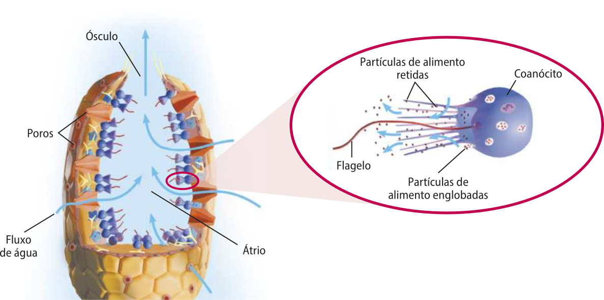 Esquema representando as estruturas do corpo de uma esponja. Estão indicados o ósculo, os poros, o átrio e o fluxo de água representado por setas, que entram pelos poros e saem pelo ósculo. No detalhe, está representado um coanócito, célula arredondada com um flagelo. Estão indicados nele o flagelo, as partículas de alimento englobadas e as partículas de alimento retidas.