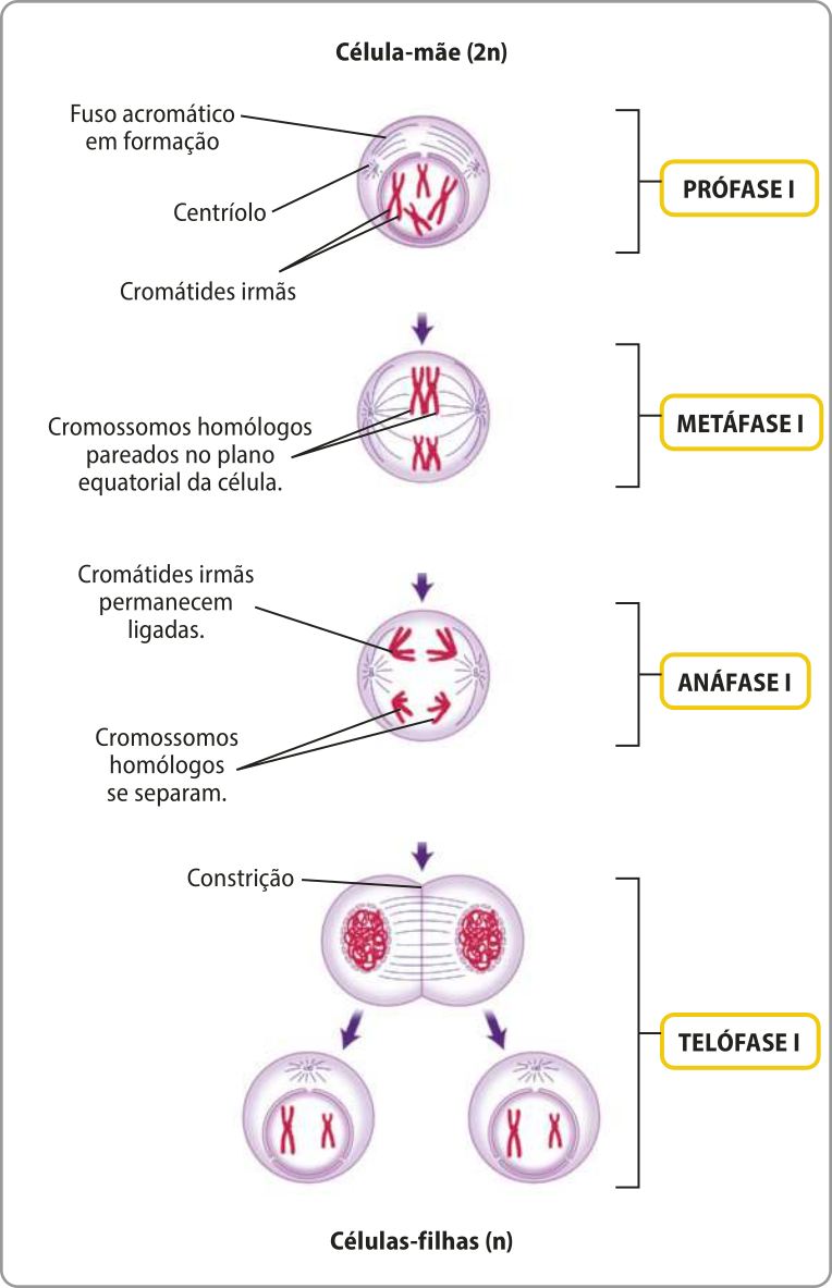 Esquema representando as fases da meiose 1. Prófase 1: célula-mãe 2 n com fuso acromático em formação, centríolos se deslocando para as extremidades da célula e cromátides irmãs visíveis. Metáfase 1: Os cromossomos homólogos estão pareados no plano equatorial da célula. Anáfase 1: Cromátides irmãs permanecem unidas, sendo puxadas em direção aos centríolos pelo fuso acromático. Cromossomos homólogos se separam. Telófase 1: Ocorre a constrição no centro da célula, dando origem a duas células filhas n.