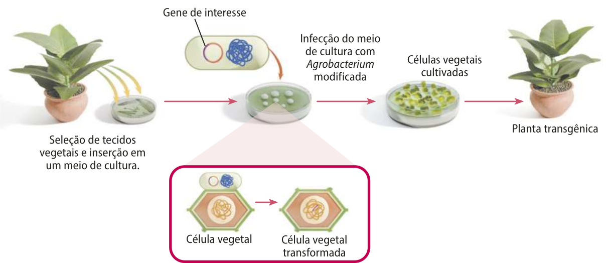 Esquema representando o processo de obtenção de uma planta transgênica a partir de um gene de interesse bacteriano. Primeiro ocorre a seleção de tecidos vegetais para inserção em um meio de cultura. Depois, uma bactéria Agrobacterium modificada com gene de interesse é colocada no meio de cultura. O gene de interesse passa para as células vegetais cultivadas e é utilizado para a criação de uma planta transgênica.