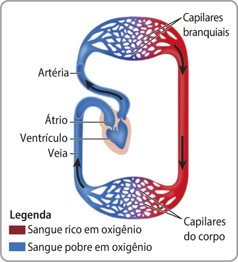 Esquema representando o sistema circulatório dos peixes. O sangue passa pelos capilares branquiais, recebe oxigênio, passa pelos capilares do corpo e segue pobre em oxigênio pela veia até o coração. Ele entra pelo átrio, passa pelo ventrículo e sai do coração pela artéria e volta para os capilares branquiais para receber oxigênio.