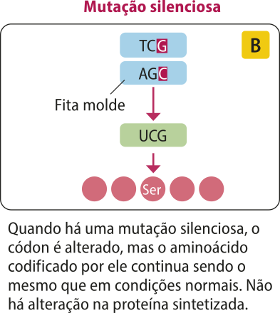 B. Esquema representando a síntese de uma proteína quando há uma mutação silenciosa. Quando há uma mutação silenciosa, o códon é alterado, mas o aminoácido codificado por ele continua sendo o mesmo que em condições normais. Não há alteração na proteína sintetizada. Fita molde de D N A com mutação, T C G A G C, transcreve a fita de RNA mensageiro U G C.  O R N A mensageiro traduz a proteína ser.