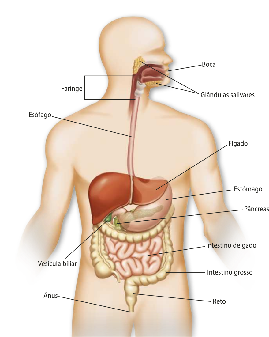 Esquema representando o sistema digestório humano. Na cabeça estão localizadas a boca, as glândulas salivares, a boca e a faringe. No tórax, está localizado o esôfago. Na parte inferior do tórax e no abdômen estão localizados o fígado, o estômago, o pâncreas, a vesícula biliar, o intestino delgado, o intestino grosso e o ânus.