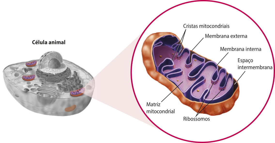 Esquema representando uma célula eucariótica, com uma mitocôndria em destaque e ampliada. A mitocôndria é alongada com as pontas arredondadas, como um bacilo. Estão indicadas as membranas externa e interna, o espaço intermembrana, as cristas mitocondriais, a matriz mitocondrial e os ribossomos sobre a superfície interna da membrana interna.