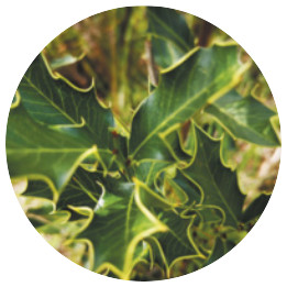 Fotografia de folhas de planta espinheira santa. São folhas alongadas com bordas retorcidas e amareladas, formando pontas afiadas. A planta é uma árvore de pequeno porte, com folhas de aproximadamente 9 centímetros de comprimento.