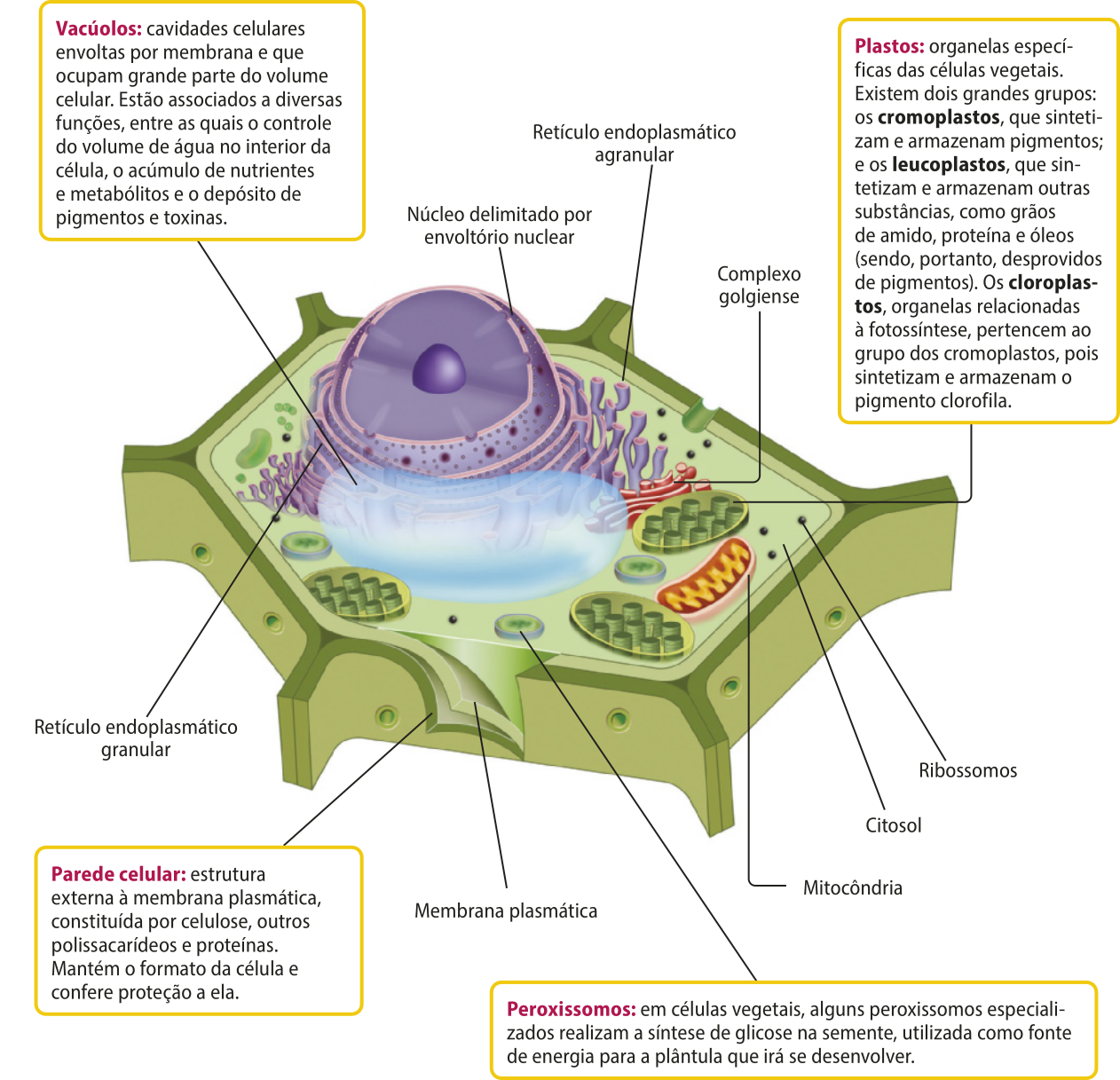 Esquema de uma célula eucariótica vegetal com as denominações das estruturas que a compõem. Algumas estruturas são iguais às das células animais, como: a membrana plasmática, o citosol, o núcleo, o retículo endoplasmático que nesta imagem aparece de duas formas, agranular e granular, os ribossomos, o complexo golgiense e as mitocôndrias. Outras estruturas estão indicadas por seu nome, seguida de um texto: Vacúolos: cavidades celulares envoltas por membrana e que ocupam grande parte do volume celular. Estão associados a diversas funções, entre as quais o controle do volume de água no interior da célula, o acúmulo de nutrientes e metabólitos e o depósito de pigmentos e toxinas. Plastos: organelas específicas das células vegetais. Existem dois grandes grupos: os cromoplastos, que sintetizam e armazenam pigmentos; e os leucoplastos, que sintetizam e armazenam outras substâncias, como grãos de amido, proteína e óleos (sendo, portanto, desprovidos de pigmentos). Os cloroplastos, organelas relacionadas à fotossíntese, pertencem ao grupo dos cromoplastos, pois sintetizam e armazenam o pigmento clorofila. Peroxissomos: em células vegetais, alguns peroxissomos especializados realizam a síntese de glicose na semente, utilizada como fonte de energia para a plântula que irá se desenvolver. Parede celular: estrutura externa à membrana plasmática, constituída por celulose, outros polissacarídeos e proteínas. Mantém o formato da célula e confere proteção a ela.