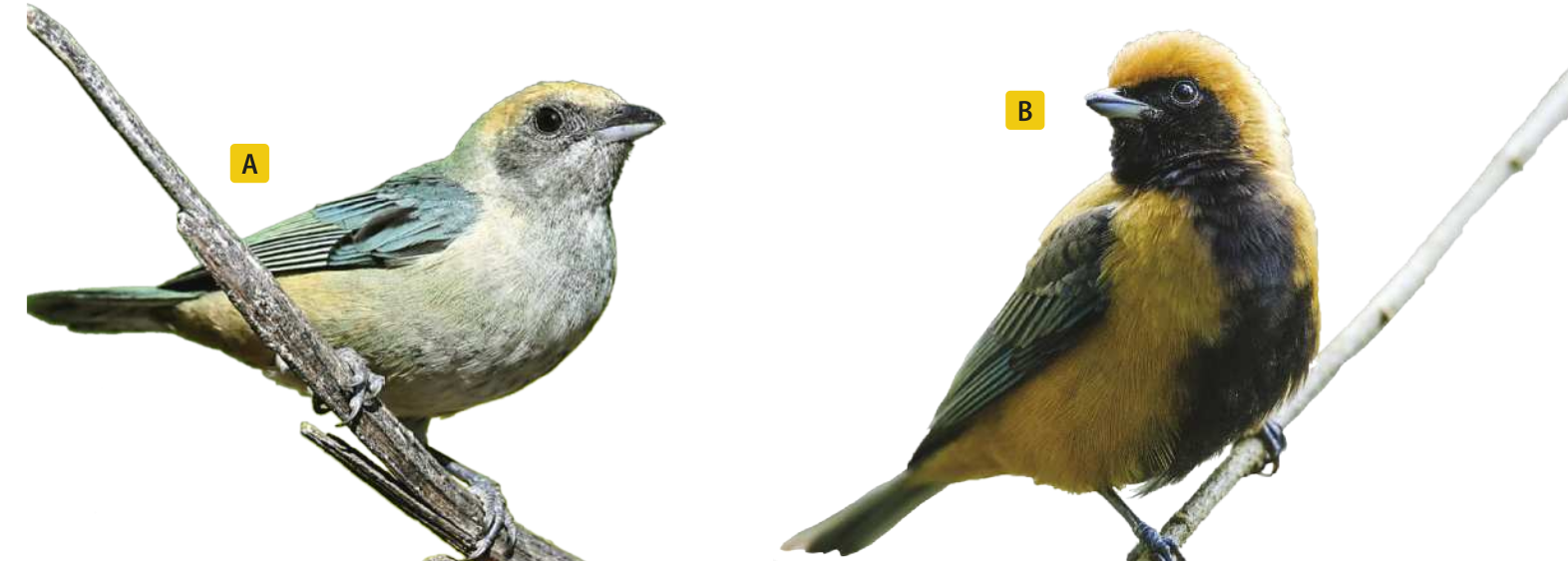 Composição com duas fotografias de dois pequenos pássaros da mesma espécie. Possuem cerca de 15 centímetros. A. Pássaro pousado em galho. Possui bico pequeno, penas claras com pouca variação de cor. B. Pássaro pousado em um galho. Possui bico pequeno, penas pretas que formam uma máscara que desce até o peito e barriga. O resto do corpo é predominantemente amarelo, tal qual o topo da cabeça, que possui penas mais volumosas.